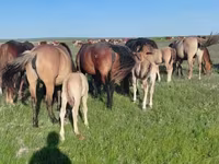 حصان, Mugalzhar horse — الصورة 2
