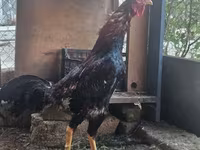 Chickens — 写真 3