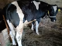Toro, Russian Black pied cattle — foto 2