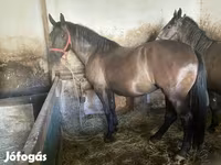 Hoppe, Hungarian horse breed — foto 1
