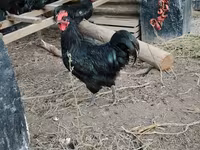 Chickens — புகைப்படம் 2