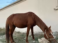 اسب نر, Karabakh horse — عکس 6