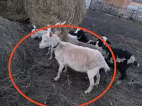 Capra, Capre — foto 1