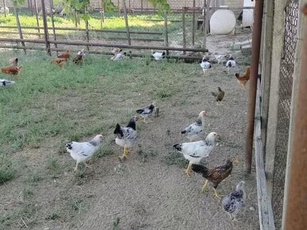 Chickens