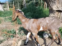 Kambing betina, Nubian Goat — foto 5