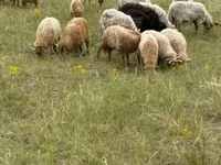 Ovce (šarže, pohlaví neuvedeno), Racka sheep — foto 2