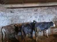 காளை, மாடுகள் — புகைப்படம் 3