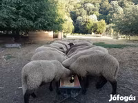 میش, Tsigai sheep — عکس 2