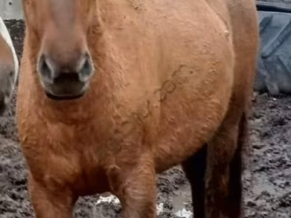 Mare, Horses — Russia