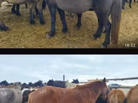 ሴት ፈረስ, Horse breed — ፎቶ 2