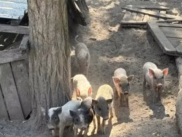 Knur, Вьетнамская вислобрюхая