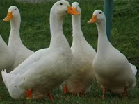 American Pekin — photo 1