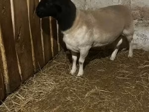 Oaie, Dorper sheep