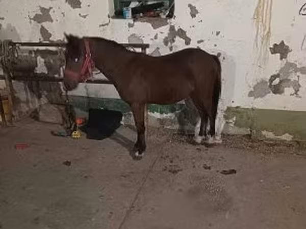 雄馬, 馬