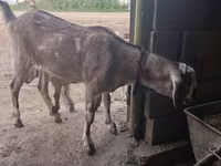 Dê cái, Dê — ảnh 1