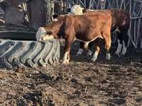 Toro, Mucca kazaka a testa bianca — foto 1