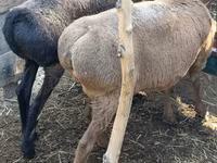Pecora, Pecore — foto 5