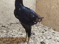 Chickens — Foto 5