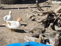 Ducks — ፎቶ 7
