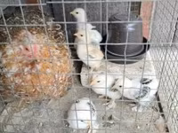 Քոչին — լուսանկար 2