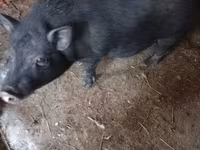 Babi hutan, Pigs — foto 3