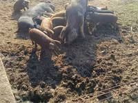 Doofaar lab, Pigs — sawirka 6