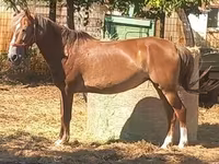 Yegua, Caballos — foto 3