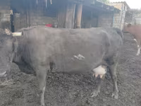 گاو ماده, Simmental cattle — عکس 2