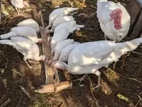 Turkeys — फ़ोटो 1