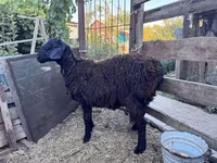 Beran, Hissar sheep — foto 7