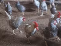 Chickens — عکس 2