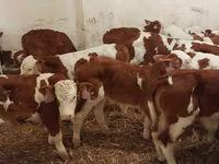 Lembu jantan, Simmental cattle — foto 5