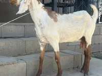 Koza, Beetal goats — fotografija 5