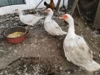 Ducks — снимка 3
