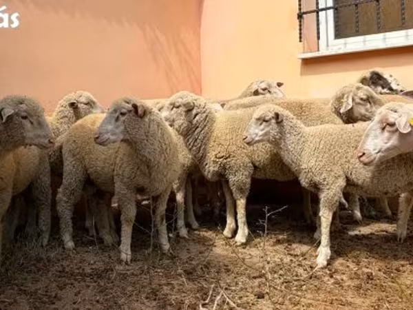 Овен, Ile-de-France sheep