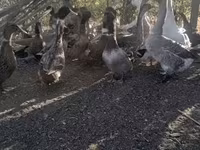 Ducks — լուսանկար 1