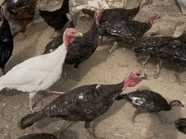 Turkeys