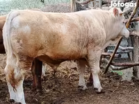 Dibi, Simmental cattle — sawirka 2