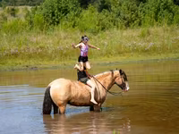 Cal, Gypsy horse — foto 7