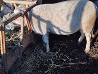 Κριός, Lacaune sheep — φωτογραφία 3