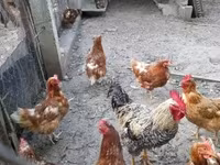 Chickens — foto 3