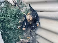 Chickens — عکس 7