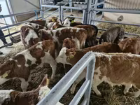 Bik, Simmental cattle — fotografija 3