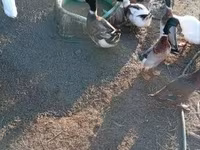 Ducks — foto 3