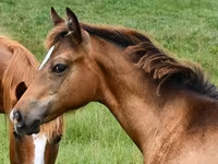 Stute, Appaloosa — Foto 3