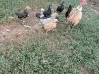 Chickens — 3-сурет