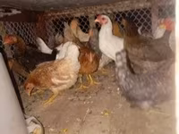 ไก่เดนมาร์ก — รูปภาพ 2