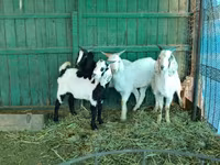 Buk, Saanen goat — foto 5