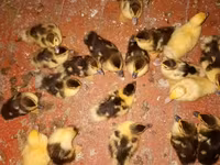 Ducks — zdjęcie 2