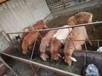 Owca, Rhon sheep — zdjęcie 1